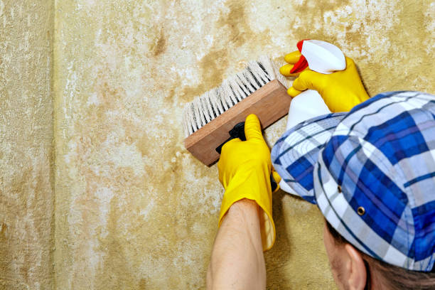 Best Mold Damage Restoration  in Radcliff, KY