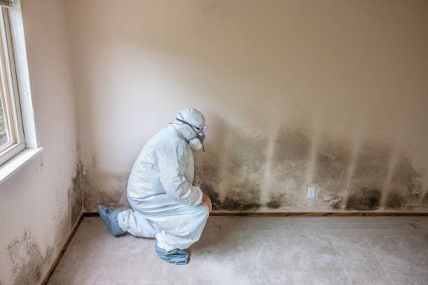 Best Post-Remediation Verification Testing  in Radcliff, KY