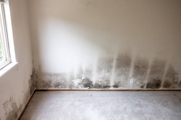 Professional Mold Removal in Radcliff, KY